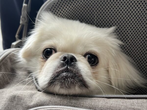 And what am I doing in this handbasket? Young Pekingese Looking Pensive