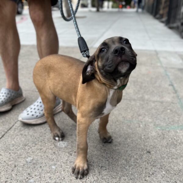 Two Month Old American Pit Bull Terrier Mastiff Mix