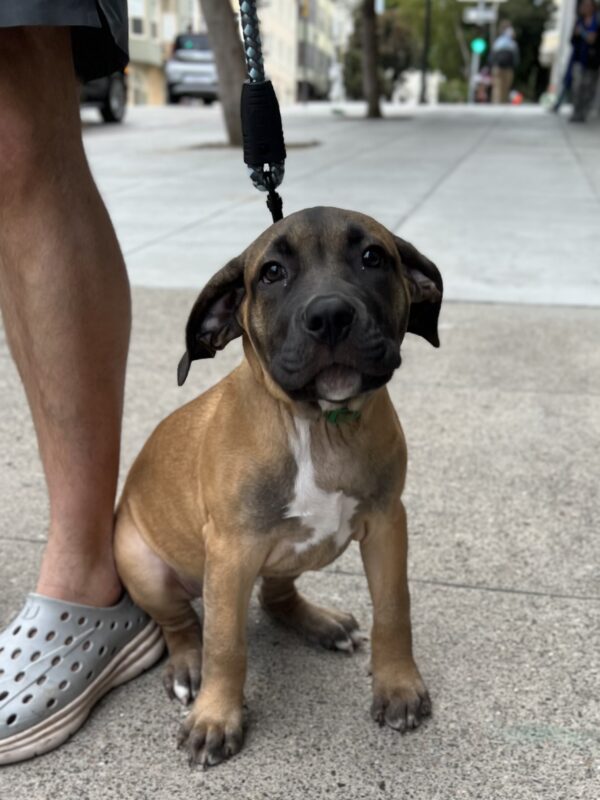 Two Month Old American Pit Bull Terrier Mastiff Mix