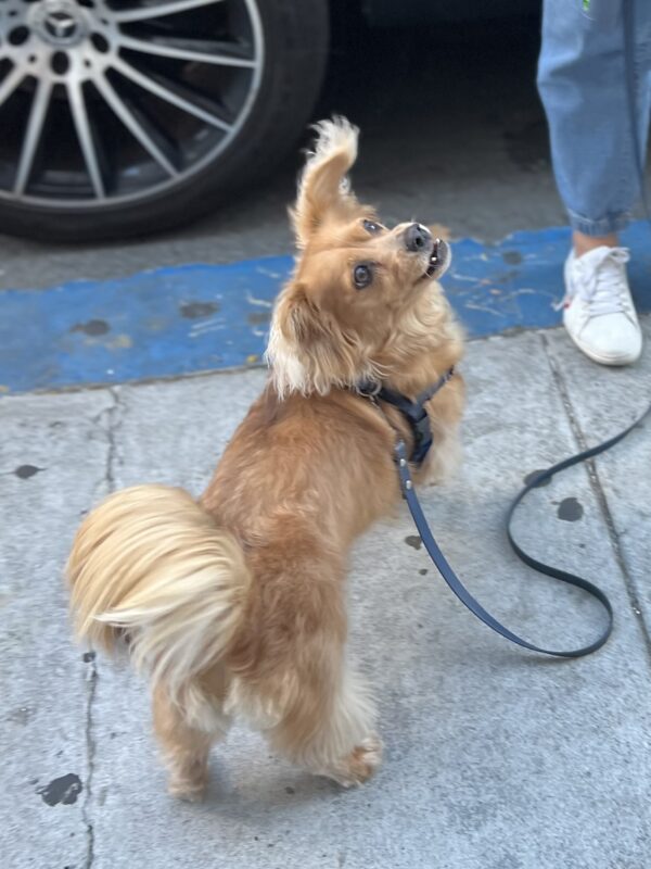 Ooh and that one looks like a samoyed! Chiahuahua Pomeranian Dachshund Mix Looking At The Sky
