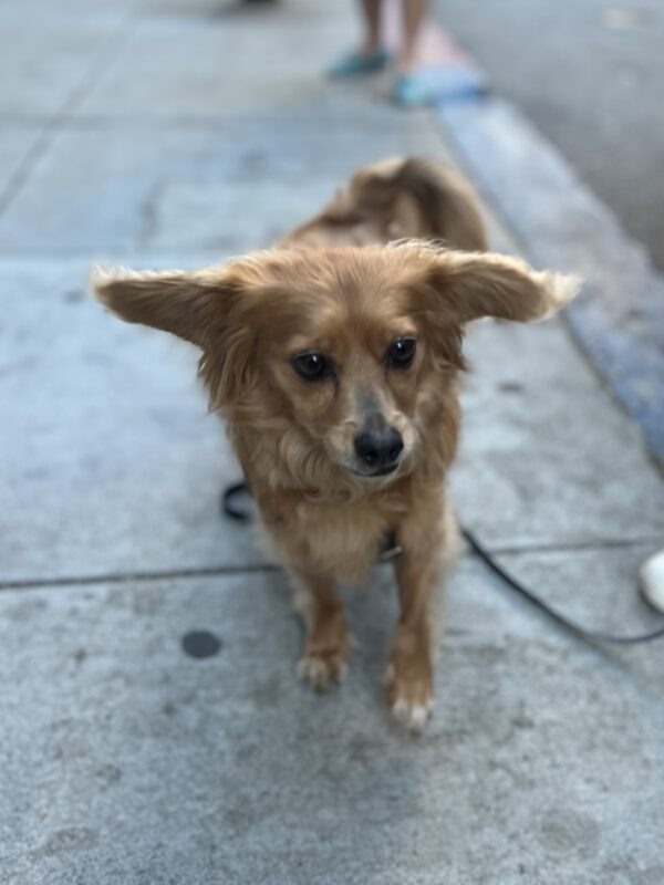 Oops, sorry I didn't see you. I was cloudgazing. Chiahuahua Pomeranian Dachshund Mix With His Ears Sticking Out Straight To The Sides