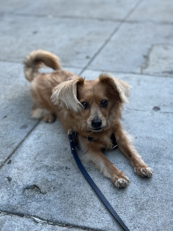 Ooh, you do that too? C'mon, lie down here we can do it together! Chiahuahua Pomeranian Dachshund Mix Lying On The Sidewalk