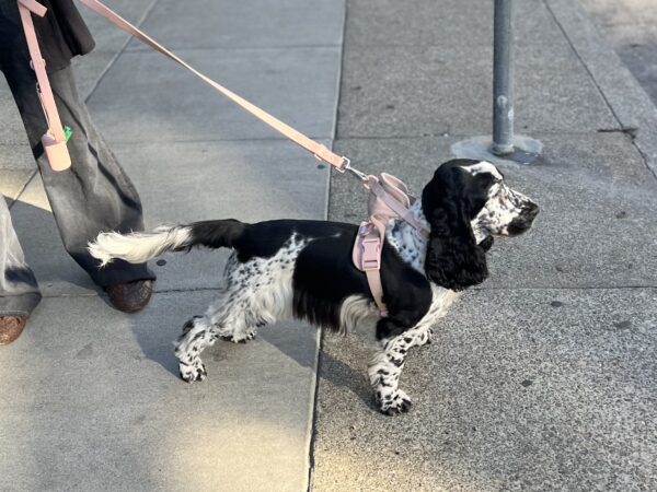 Black and White Spotted English Cocker Spaniel Puppy