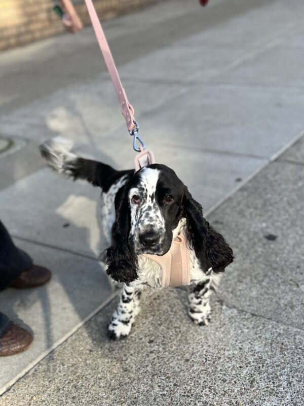 Black and White Spotted English Cocker Spaniel Puppy