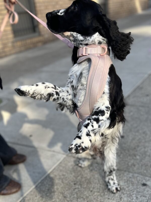 Black and White Spotted English Cocker Spaniel Puppy Dancing On His Hind Legs