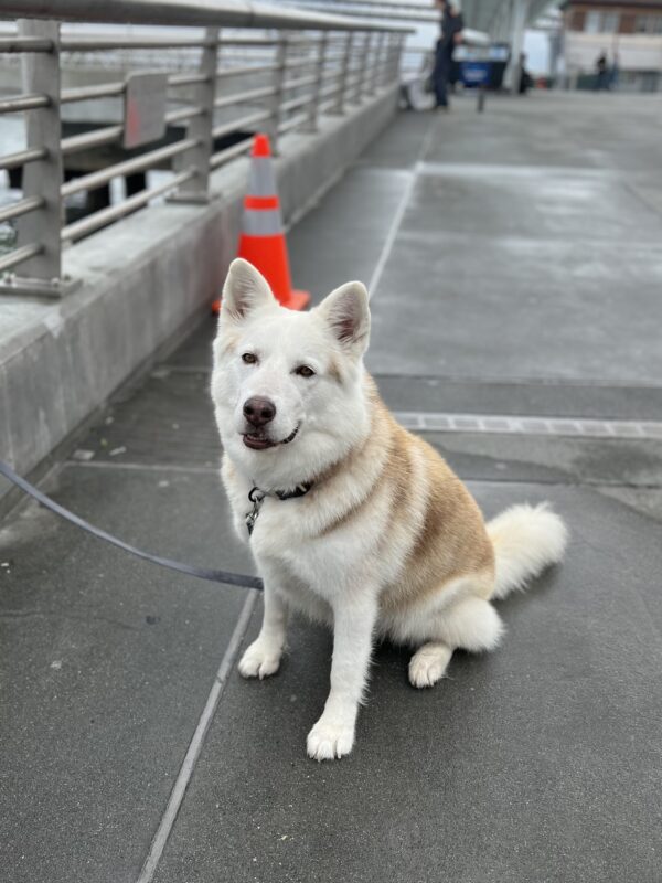 Siberian Husky Sitting On A Bridge And Grinning
