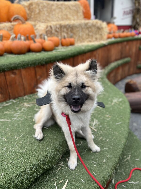 Eurasier Puppy Wearing Bat Wings And Grinning
