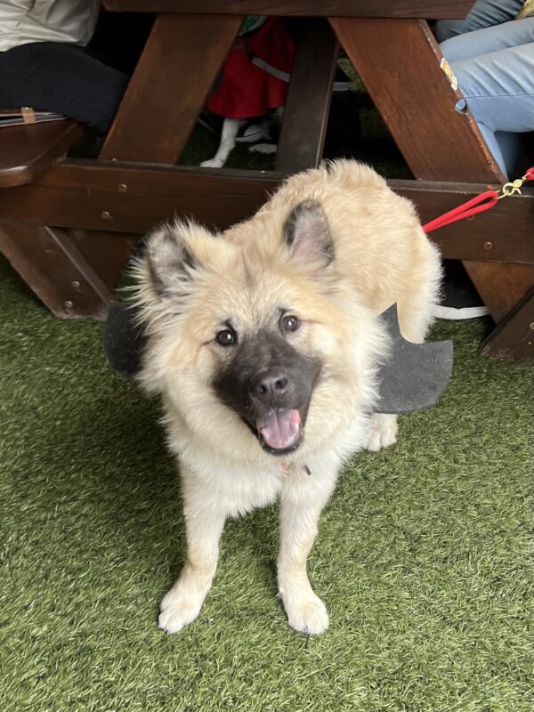 Eurasier Puppy Wearing Bat Wings And Grinning
