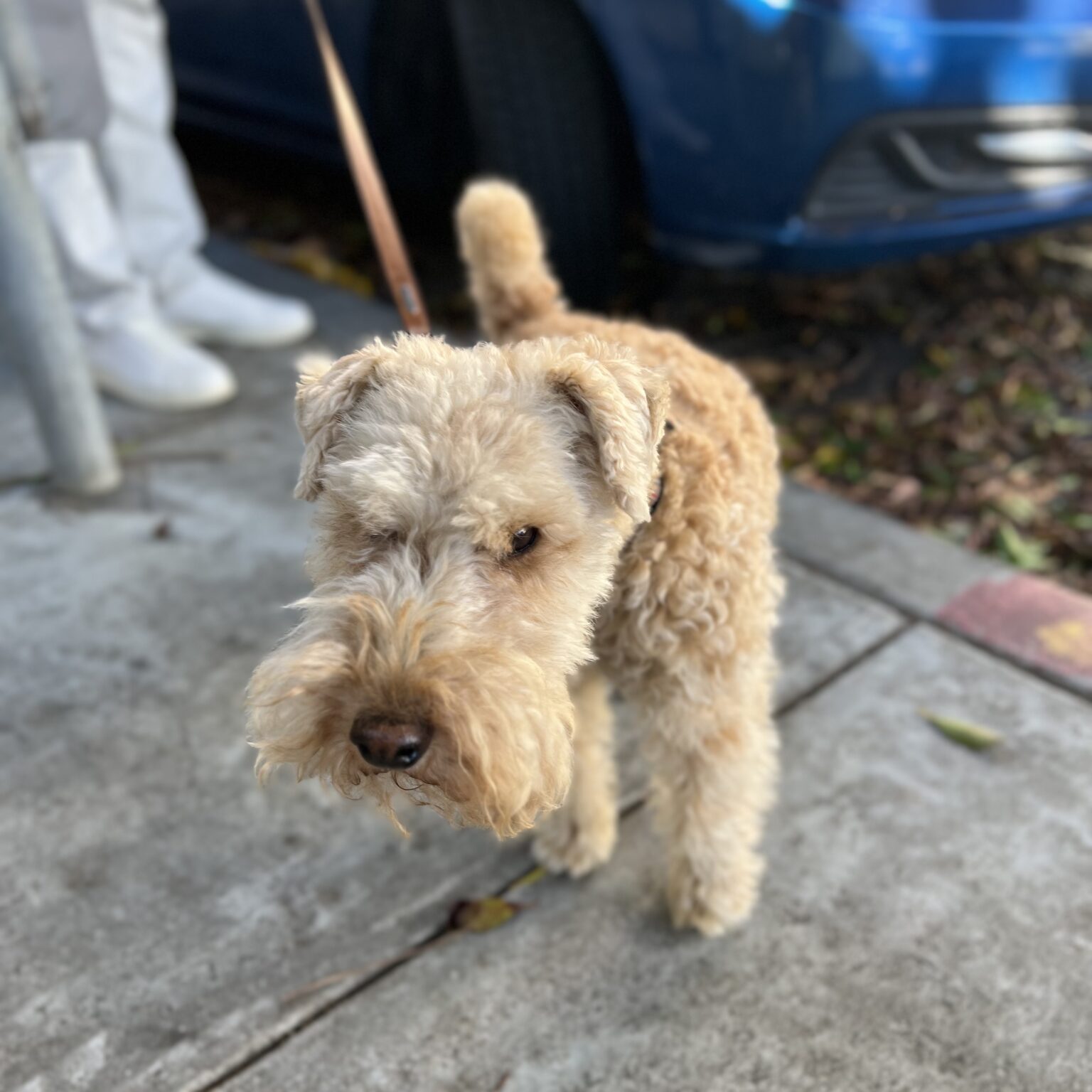 Lakeland Terrier