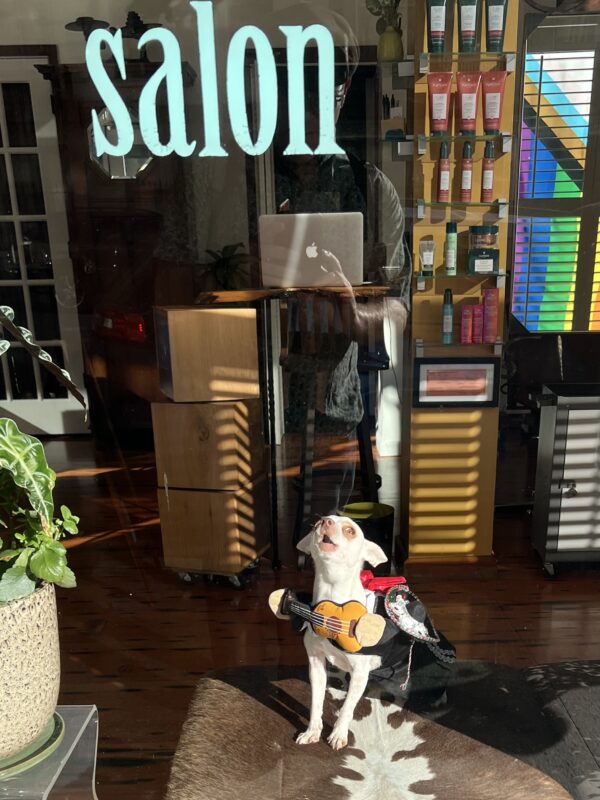 Chihuahua Dressed As Mariachi Singer In Salon Window