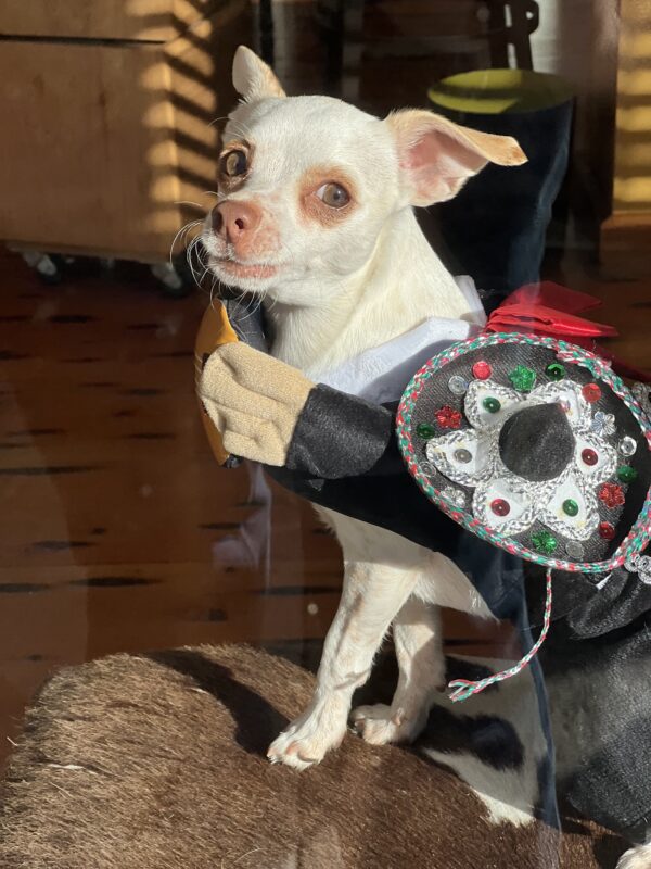 Chihuahua Dressed As Mariachi Singer