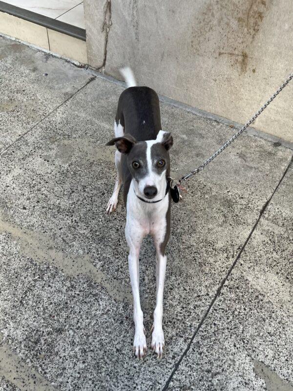 Italian Greyhound In A Play Bow