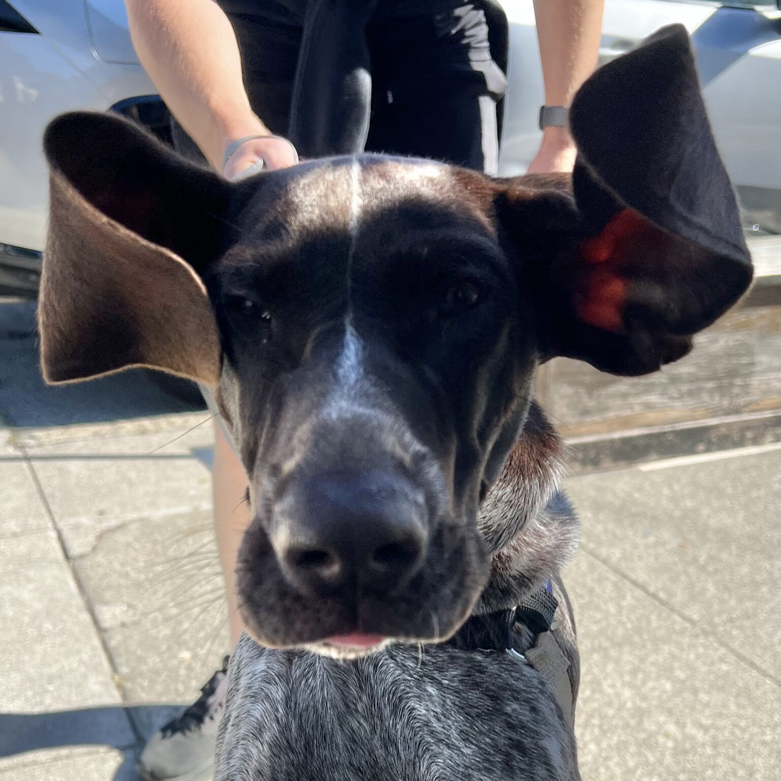 German Shorthair Pointer With His Ears Flying Into The Air