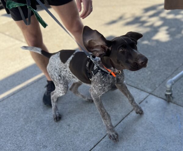 German Shorthaired Pointer With One Air Flying Into The Air