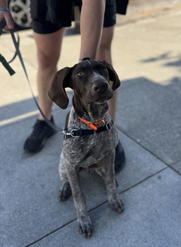 German Shorthaired Pointer Sitting
