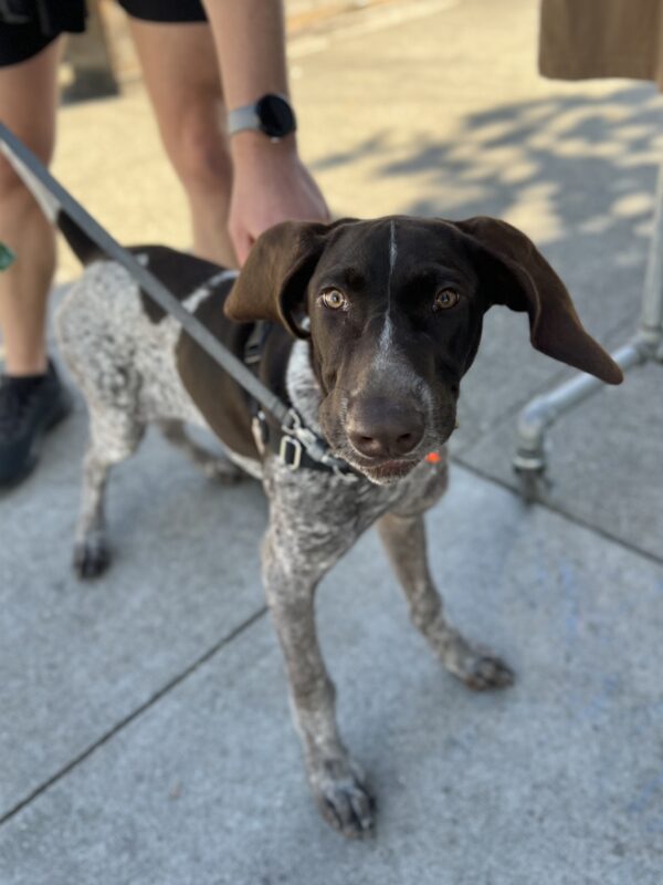 German Shorthair Pointer