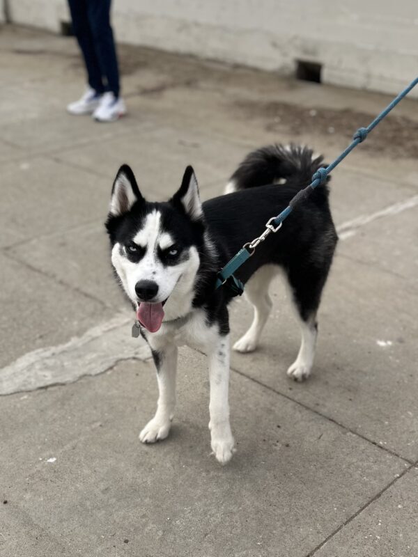 Small Siberian Husky Laughing