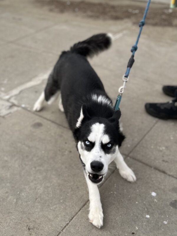 Siberian Husky Looking Vicious