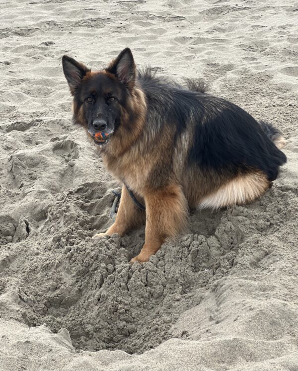 German Shepherd Who Dug A Big Hole In The Beach