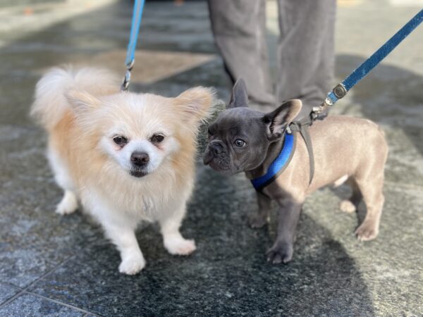 Old Pomeranian Mix And French Bulldog Puppy