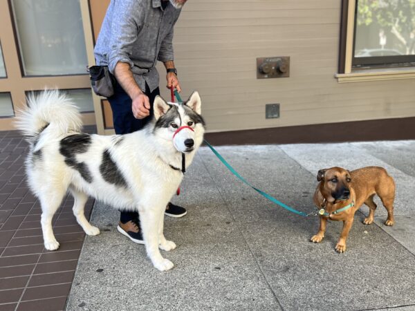 Sure the pay might be kibble but we get to take home free samples! American Indian Mix Dog And American Staffordshire Terrier Mix Dog