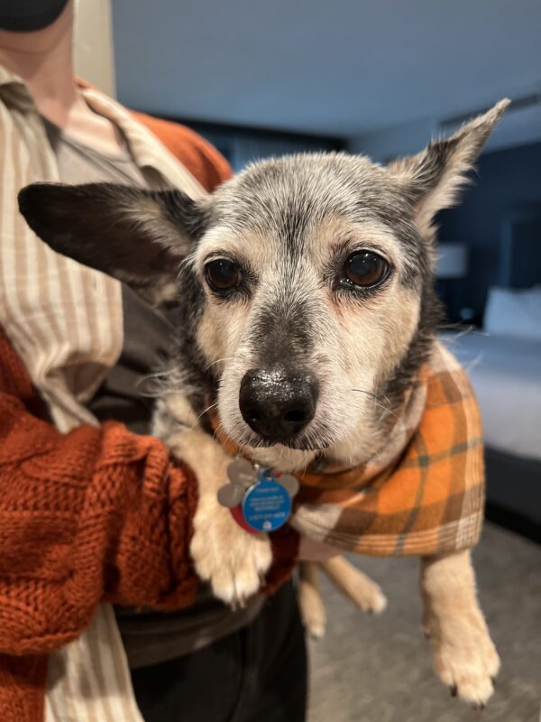 Hey can you cover for me for a couple rounds? I have something important to do. Dachshund Chihuahua Terrier Mix