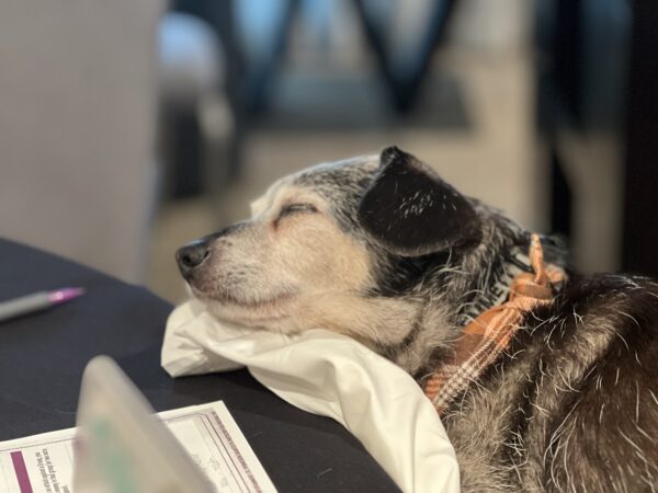 *snzzzz* Dachshund Chihuahua Terrier Mix Napping