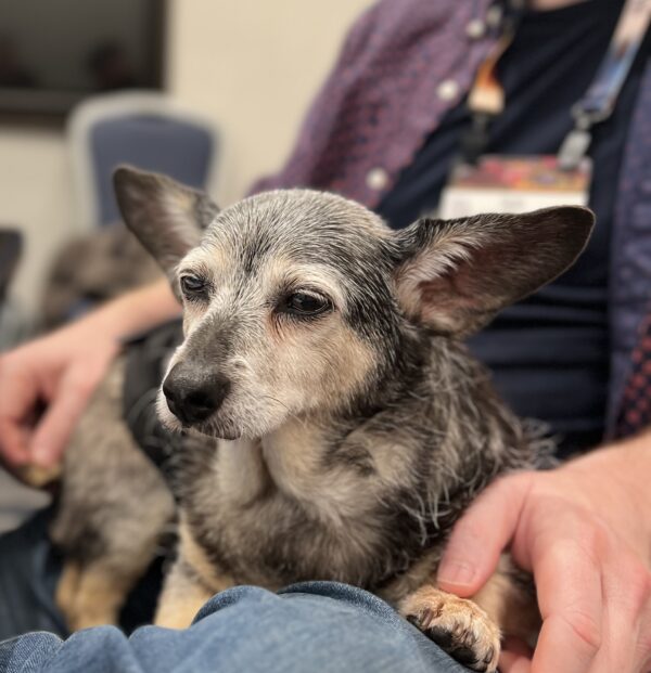 ...hnnn? How long was I asleep? Dachshund Chihuahua Terrier Mix