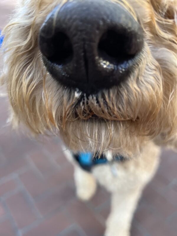 Goldendoodle Snoot