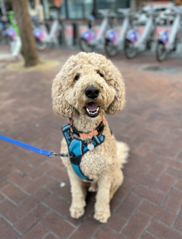 Happy Goldendoodle Sitting On A Brick Sidewalk