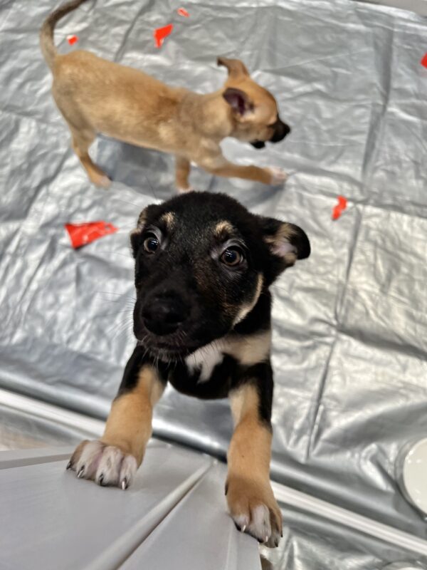 Little German Shepherd Puppies