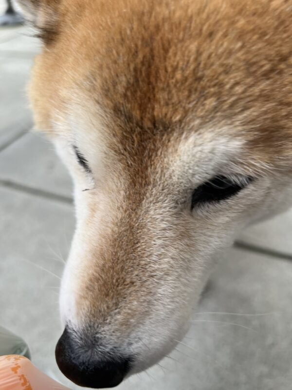 Shiba Inu Face