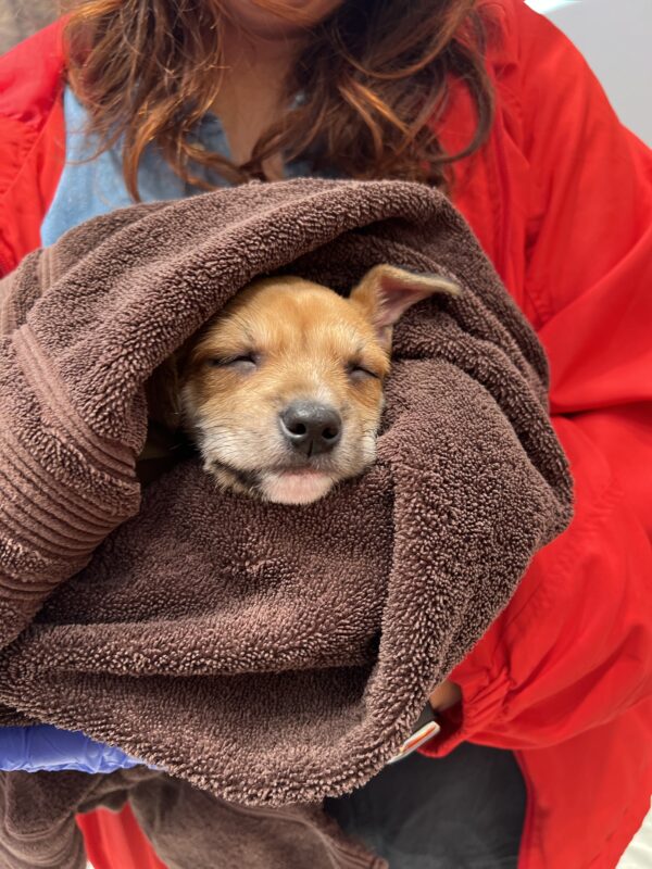 Tiny Sleeping Chihuahua Mix Puppy Wrapped In A Towel