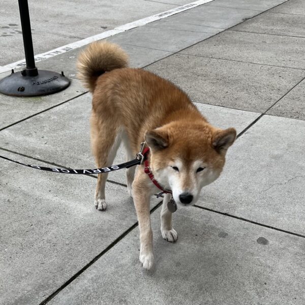 Shiba Inu With His Eyes Half Closed