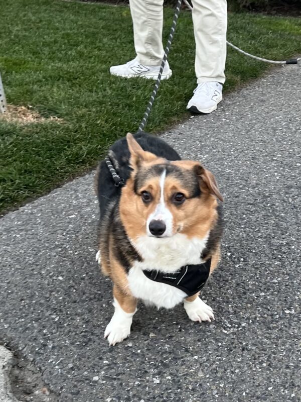 Pembroke Welsh Corgi With One Ear Flopped