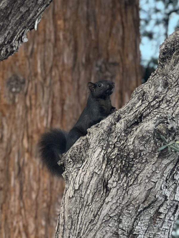 Black Squirrel In Tree