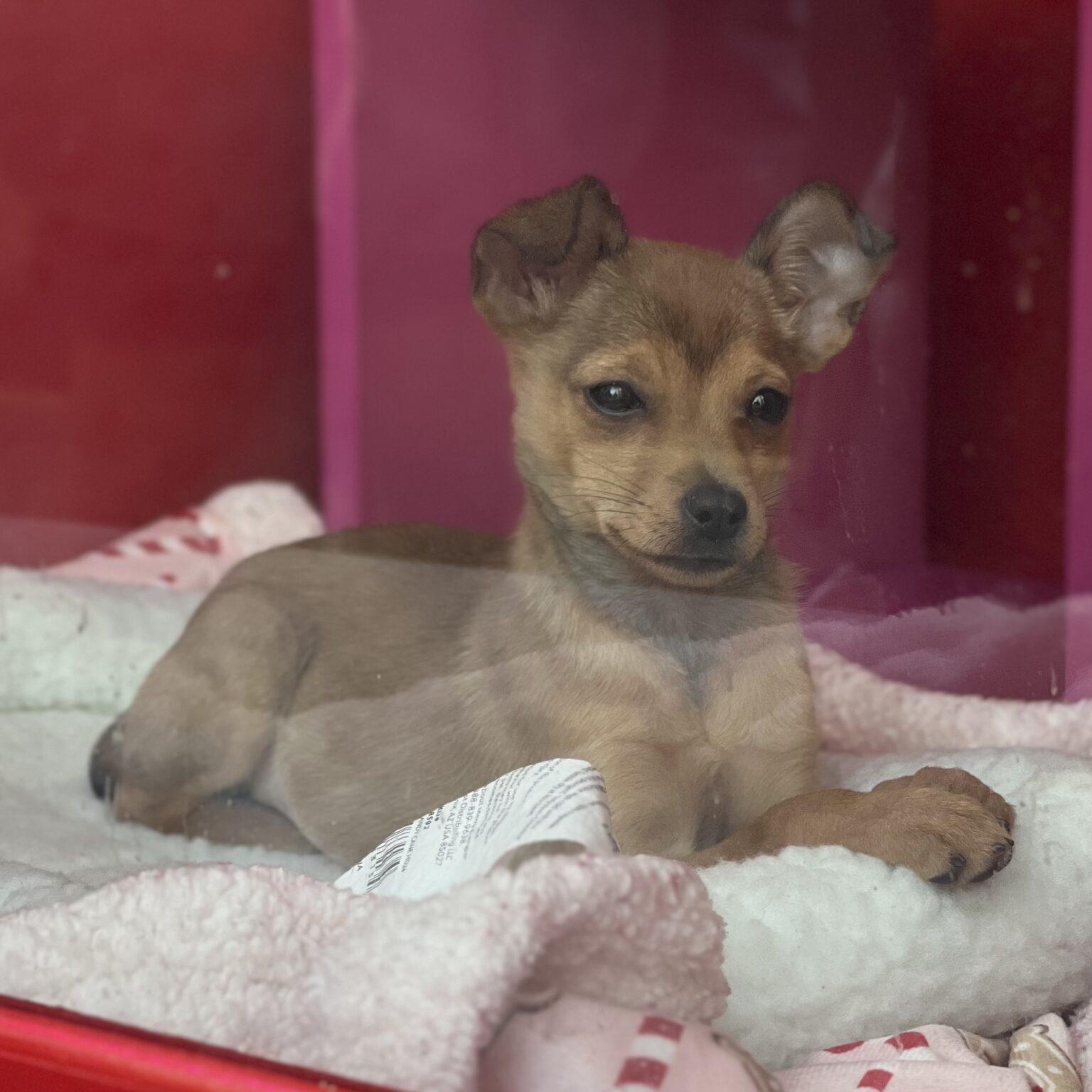 Chihuahua Mix Puppy In A Macy's Window Display