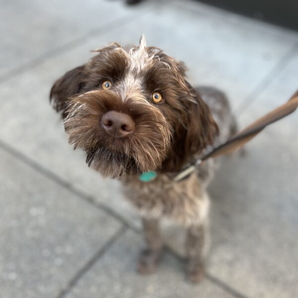 So why can't I FLY? Six Month Old Wirehaired Pointing Griffon Puppy Poking Her Nose At The Camera