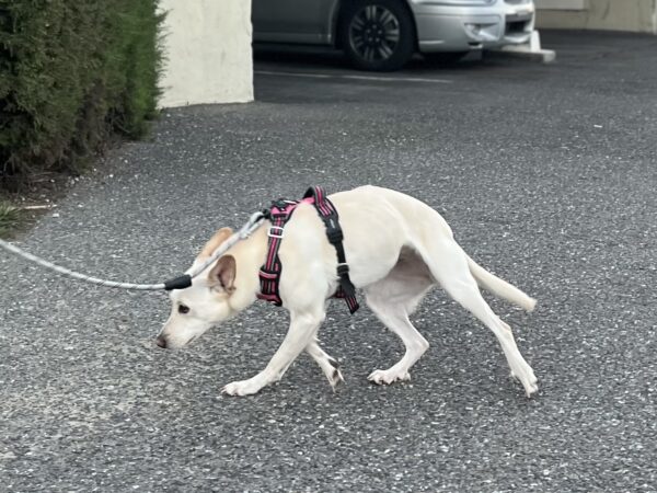Small White Mixed Breed Dog Scurrying