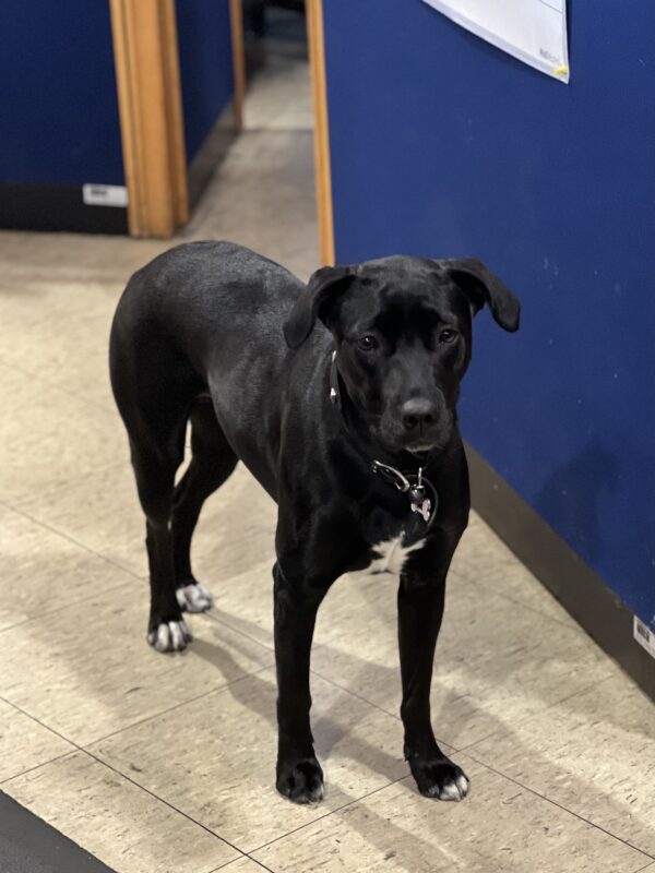 Hey now, put away the camera until you leave the store! Cute Black Dog