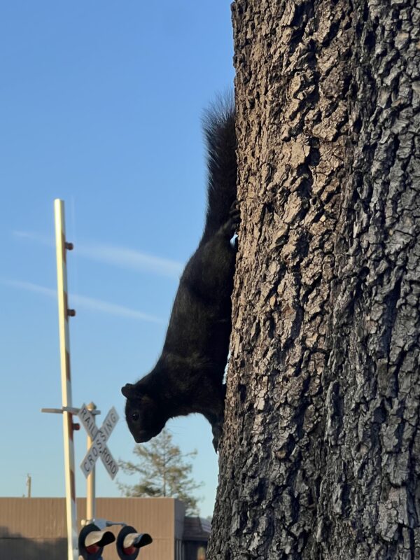 Black Squirrel Climbing Down A Tree Trunk