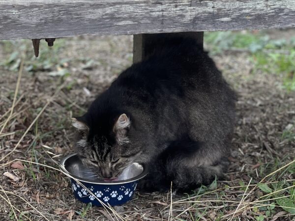 Tiger Tabby Cat Eating