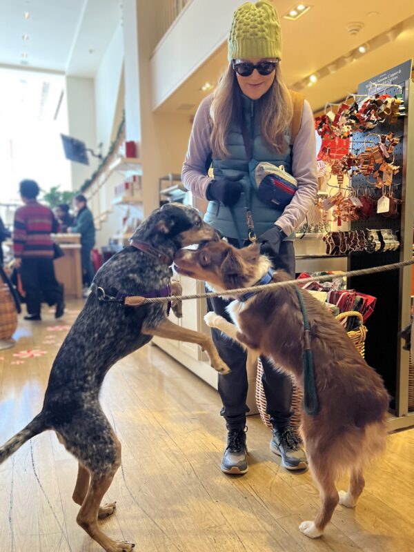 "HAPPY BIRTHDAY!!" "Awww... thanks!" Woman With An Australian Shepherd And An Australian Cattle Dog Mix