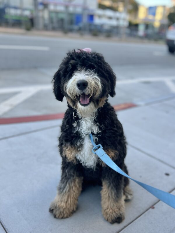 Big Bernadoodle Puppy Looking Cheerful