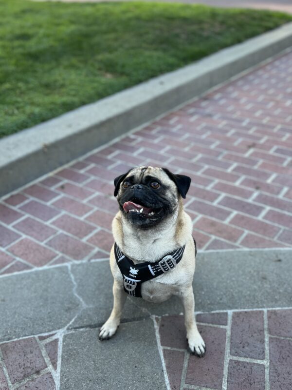 Can't-talk-now-gotta-fetch! Pug Looking Very Expectant
