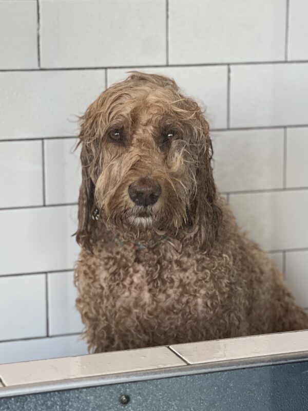Goldendoodle Sitting In A Bath Looking Damp And Sad