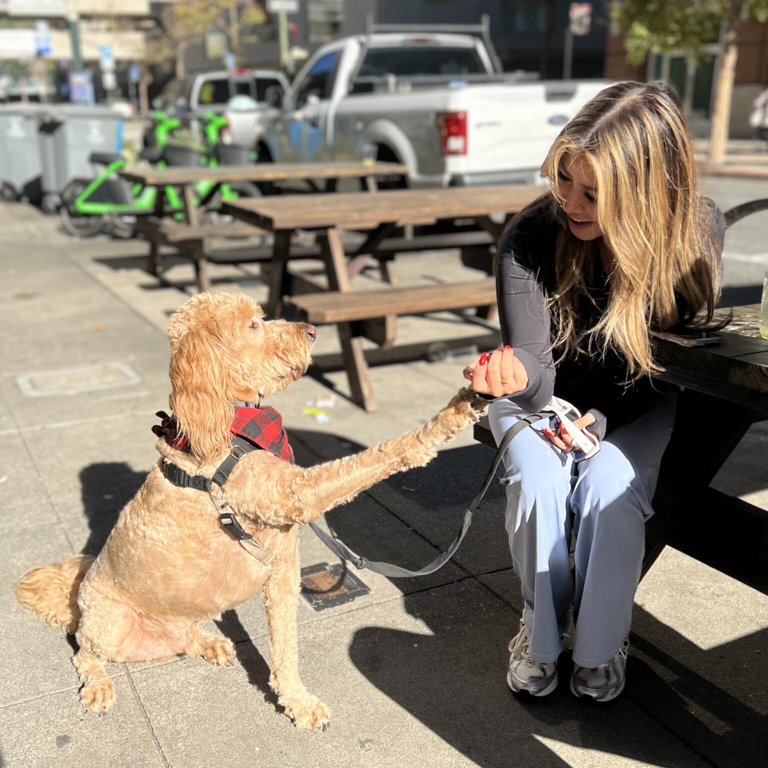 Goldendoodle Holding Hands With Woman