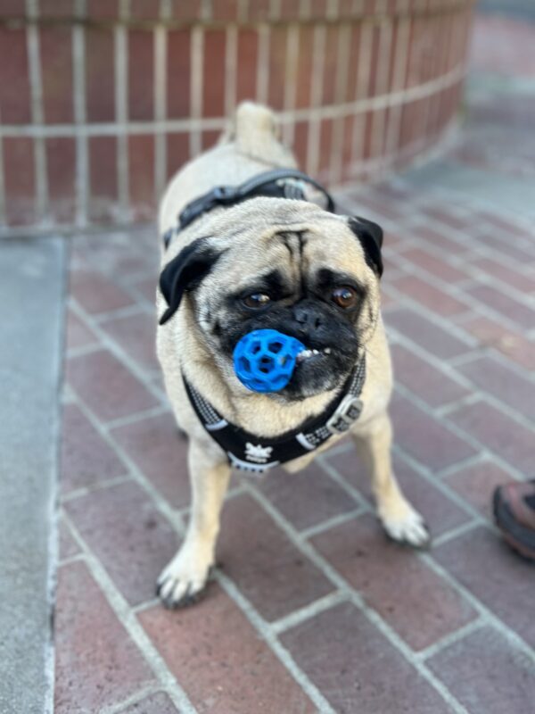 Hey waddaya laughing at? Pug With Blue Ball