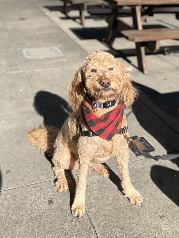 Yeeeahhh... well... my MOM would never forget my birthday! Goldendoodle In A Spiffy Bandana