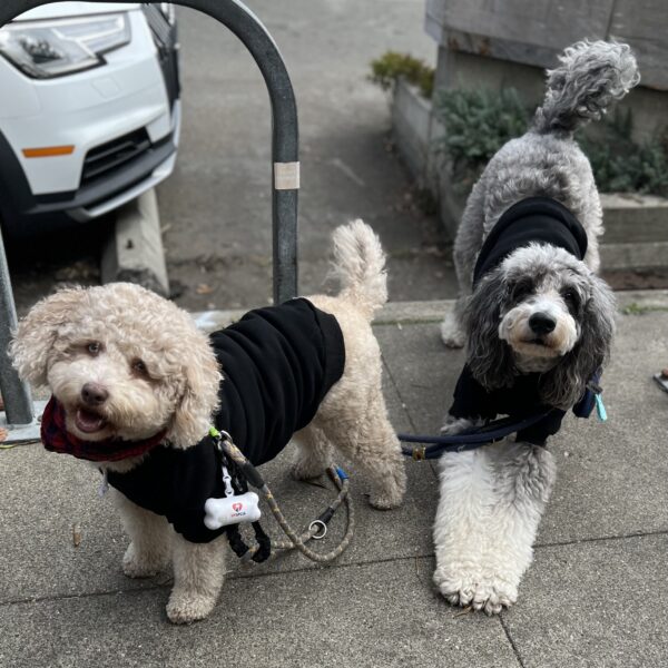 Hey don't mind my friend here she's just stretching before a run! Small Tan Aussiedoodle And Large Grey Aussiedoodle